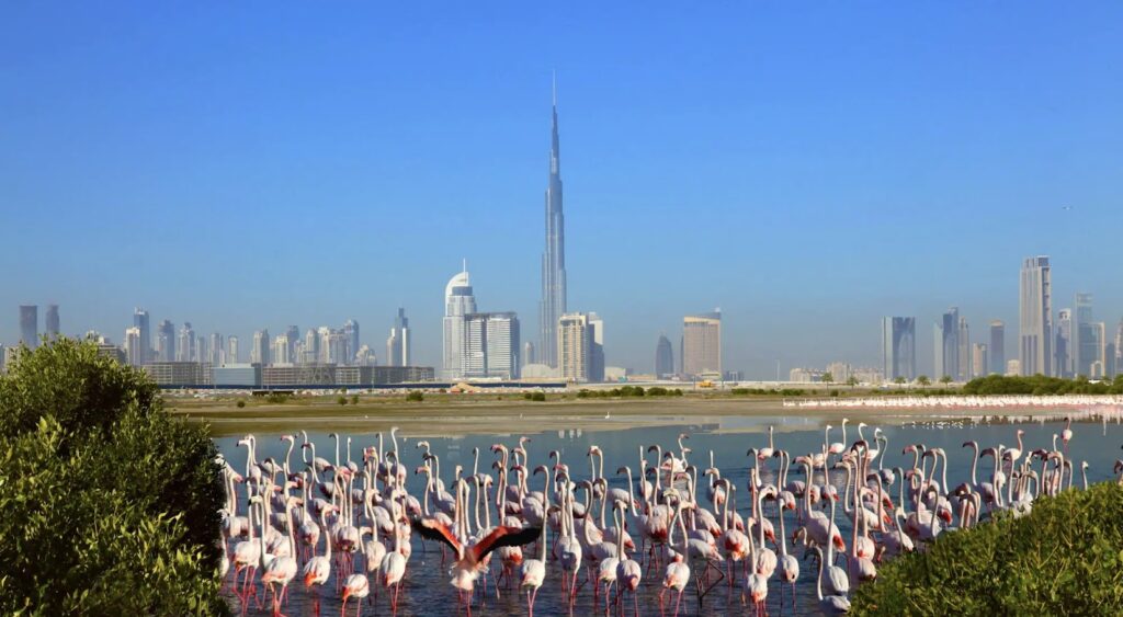 Flamingo against the backdrop of the metropolis